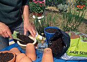 Fill parsley seed soil into seed pot (2/6)