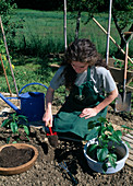 Capsicum annuum (Paprika) pflanzen, etwas Pflanzerde ins Pflanzloch geben (2/5)