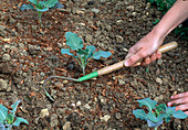 Loosening soil at Brassica oleracea (broccoli)