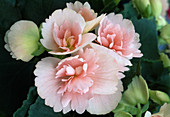 Begonia illona 'Kristy' (Begonia)