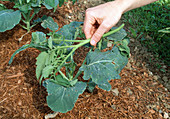 Brokkoli (Brassica), zur Abwehr von Kohlweissling Tomatenzweige auflegen