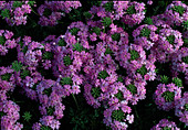 Verbena Babylon 'Pink Morena' (Verbena)