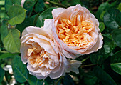 Rosa 'Charity' shrub rose, English rose, repeat flowering, very strong fragrance of myrrh
