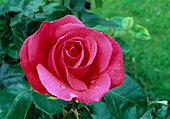 Rosa 'Crêpe de Chine', Teehybride, öfterblühend, leichter Duft