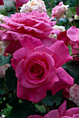 Rosa 'Acicularis Dornröschen', Strauchrose, öfterblühend, leichter Duft