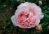 Rosa 'Sharifa Asma' Strauchrose, Englische Rose, öfterblühend, fruchtiger Duft