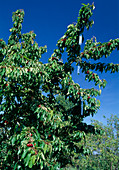 Alustipis for bird control in cherry tree