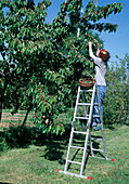 Ernte von Süßkirschen (Prunus avium), Alustreifen zur Vogelabwehr