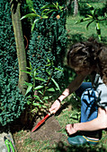 Bodennahe Triebe von Pfirsich (Prunus persica) entfernen Bodennahe Triebe freischaufeln (1/2)