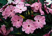 Impatiens Neu-Guinea Paradise 'Painted Pink' (Edellieschen)