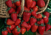 Freshly picked strawberry 'Madeleine' Fragaria