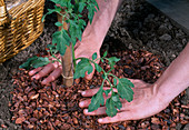Lycopersicon / Tomate pflanzen 4. Step: Rindenmulch um Pflanzung verteilen (Verdunstungsschutz, Unkrautreduzierung) 4/5