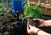 Planting parsley 