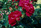 Rosa 'Manou Meilland' floribunda, Strauchrose, öfterblühend, kaum duftend