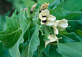 Atropa belladonna / Echte Tollkirsche , Blüten