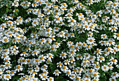 Tanacetum parthenium - syn. Chrysanthemum p. (Mutterkraut), Wucherblume