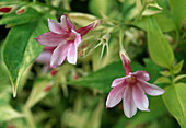 Jasminum x stephanense (Pink Jasmine), fragrant climbing plant, early summer