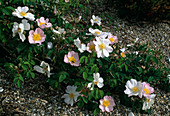 Rosa 'Daisy Hill' Ground cover rose, Bedding rose, Frequent flowering, Slightly fragrant