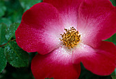 Rosa 'Red Cottage' Floribundarose, Strauchrose, öfterblühend,