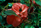 Rosa 'Just Joey' Tea hybrid, repeat flowering, strong fragrance