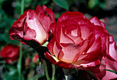Rosa 'Bordure Vive' Floribunda, double flowering by Delbard