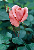 Rosa 'Rêve de Paris' Teehybride, öfterblühend, schwacher Duft, gut für Vase geeignet