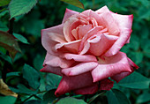 Rosa 'Stephanie de Monaco', syn. 'Portrait' Tea hybrid, repeat flowering, fragrant