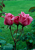 Rosa 'The McCartney Rose' Tea hybrid, repeat flowering, strong fragrance
