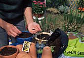 Sowing basil