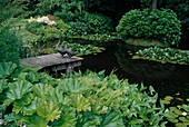 Teich mit Steg und Bronzegänsen mit Darmera peltata (Schildblatt), Nymphaea (Seerosen), Sagittaria latifolia (Breitblättriges Pfeilkraut), hinten Staudenbeet mit Astilbe (Prachtspieren)