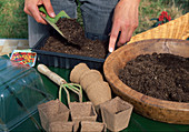 Sowing Coreopsis (girl's eye) annual Fill soil into seed tray (1/6)