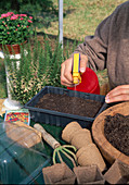 Sowing of Coreopsis (girl's eye) annual, gently and evenly moisten pressed soil with a sprayer (5/6)