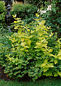 Hypericum x inodorum 'Ysella' (Duftloses Johanniskraut), Euphorbia amygdaloides (Mandelblättrige Wolfsmilch)