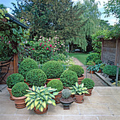 Pot garden with box balls, Hosta (June), Funkie, Rosa 'Chianti' - wine-red shrub rose, Rosa 'Constance Spry' - pink climbing rose
