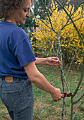 Rückschnitt von Prunus im Frühjahr