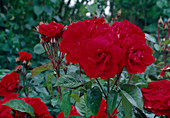 Rosa 'St. Vincent' bedding rose, repeat flowering by Delbard