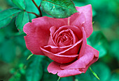 Rosa 'Lancome' Tea hybrid, repeat flowering, light fragrance, viticultural climate, cut rose, Delbard