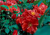 Rosa 'Jean Marc' bedding rose, repeat flowering, weak fragrance