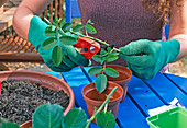 Stecklingsvermehrung von Rosen 1. Step: Am leicht verholzten Trieb die unteren Blätter entfernen 1/7