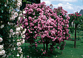 Rosa (Rose 'Tausendschön'), Climbing rose, Rambler rose, single flowering, hardly any fragrance