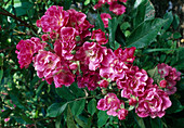 Rosa (Rose 'Belinda') shrub rose, repeat flowering, hardly any fragrance
