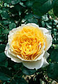Rosa (Rose 'Charlotte') shrub rose syn. Elgin Festival, repeat flowering, very good fragrance