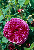 Rosa (Rose 'Minerve Descemet'), Gallica, Historic rose, single flowering, strong fragrance