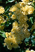 Rosa banksiae 'Lutea', Wildrose, Ramblerrose, früh- einmalblühend, gut duftend, stachellos