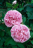 Rosa / Rose 'Gloire des Mousseux', Historische Rose, Strauchrose, Moosrose, einmalblühend, guter Duft