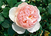 Rosa (Rose 'Heritage'), Strauchrose, Englische Rose, öfterblühend, guter Duft