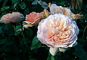 Rosa (Rose 'Sweet Juliet'), Englische Rose, Strauchrose, öfterblühend, starker Teerosenduft