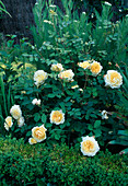 Rosa (Rose 'Teasing Georgia'), English rose, shrub and climbing rose, repeat flowering, good fragrance.