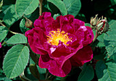 Rosa (Rose 'Alain Blanchard'), Gallica Historic rose, single flowering, good fragrance