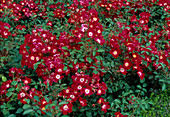 Rosa / Rose 'Red Meidiland' syn. Meillandecor , Strauchrose, Bodendeckerrose , öfterblühend, robust